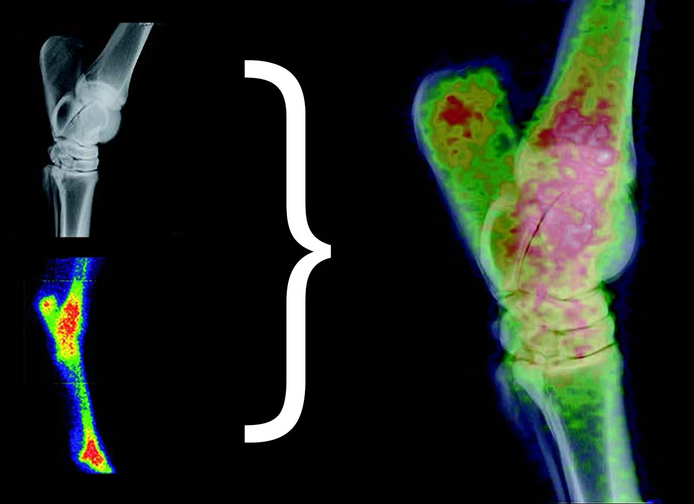 Image Fusion (Fusion 2D) for Equine Scanner. Manufacturer example of equine image fusion; this is a software result, not a hardware photograph.